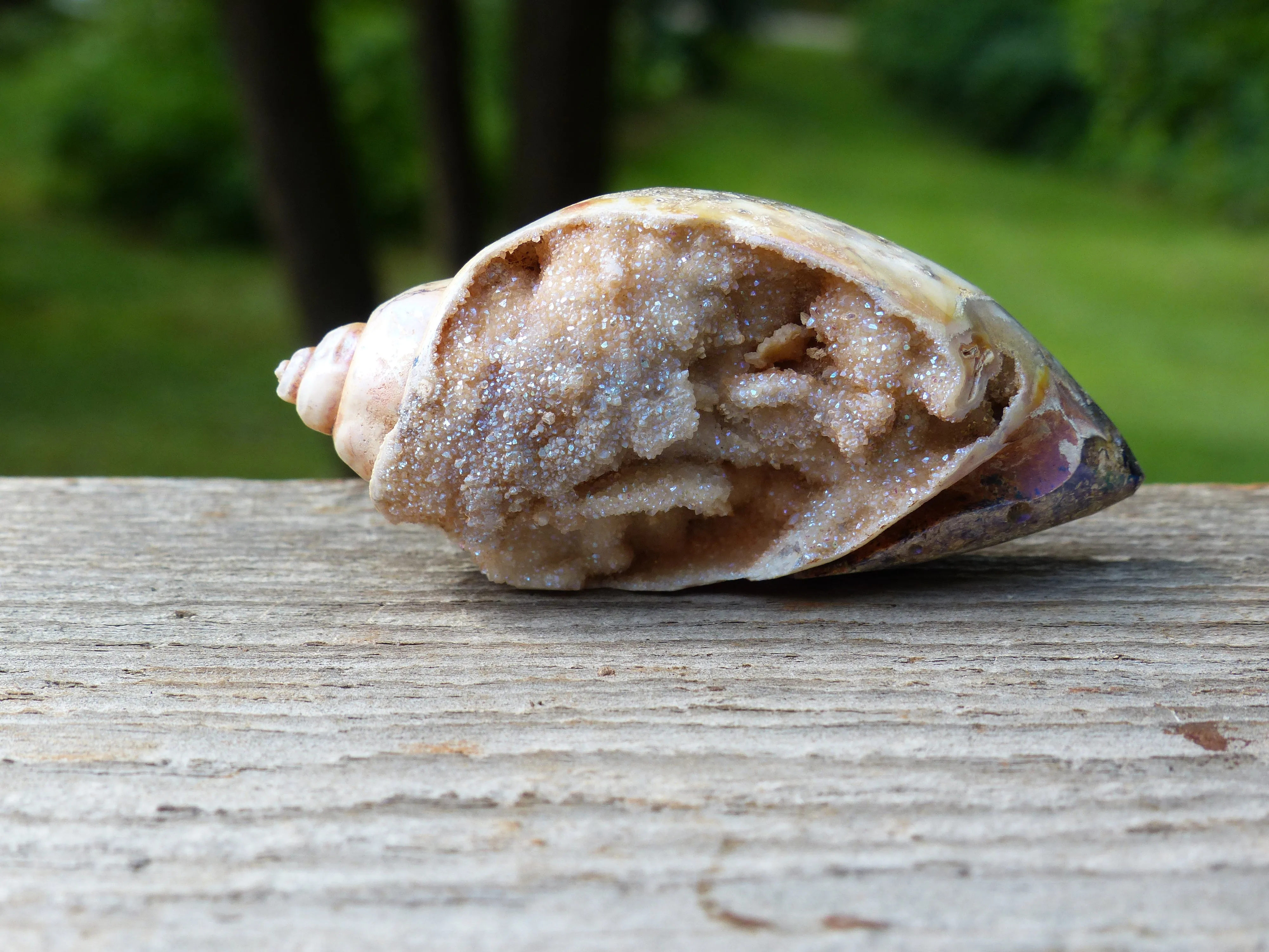 Aura Druzy Shell (#2)