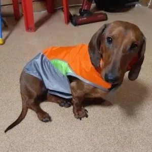 Cooper Waterproof Dachshund Jacket