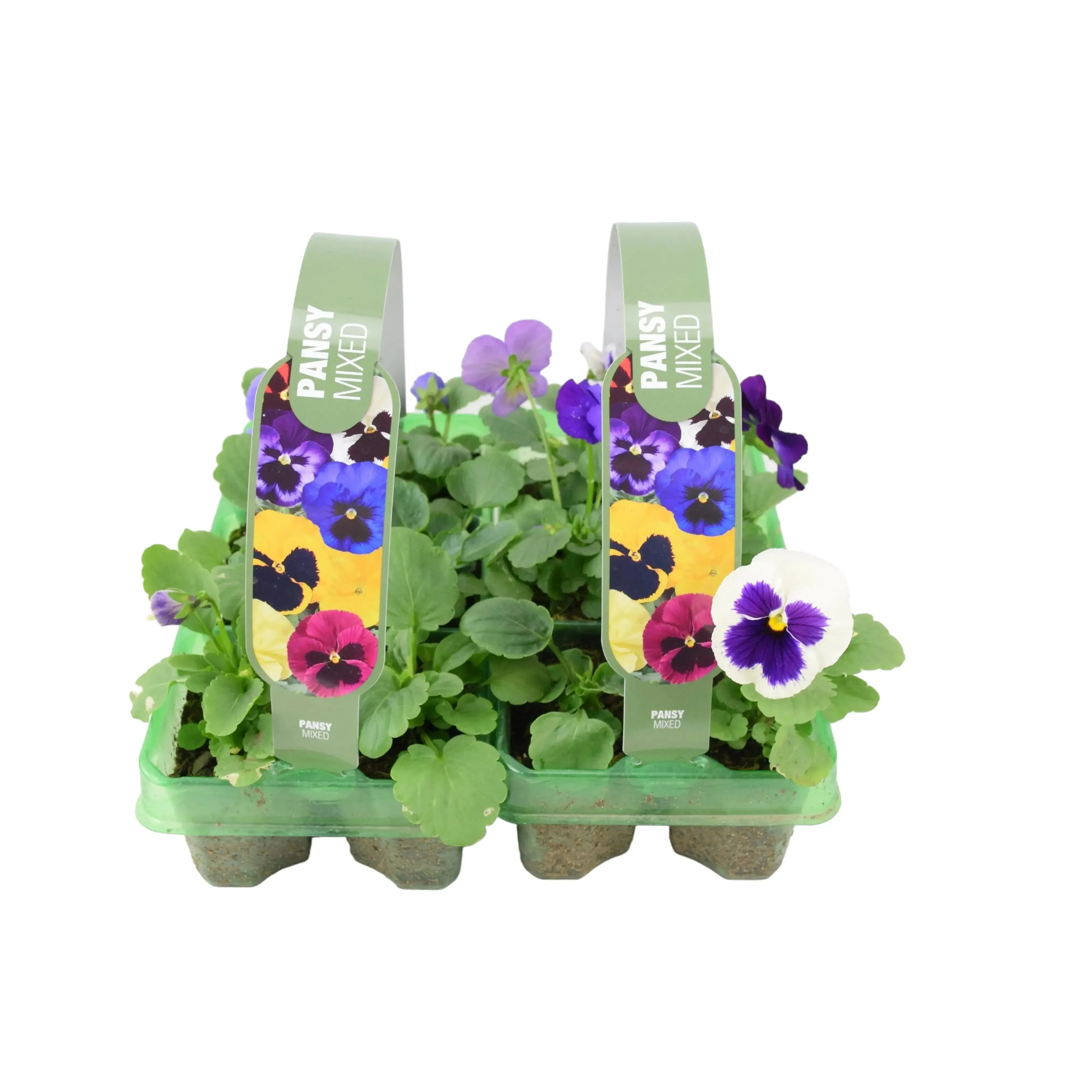 Pansy Mixed 6 pack x 2 (12 Plants)