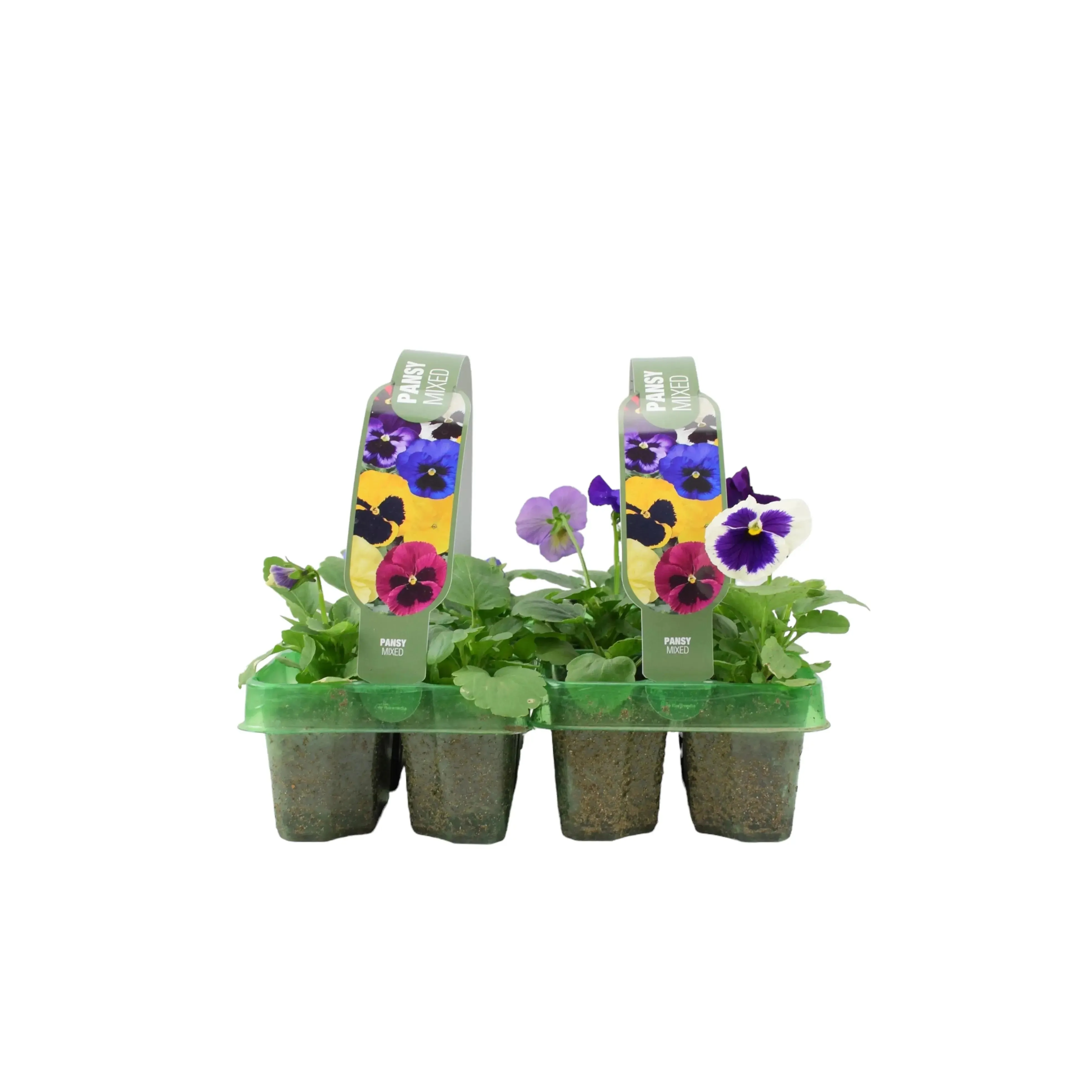 Pansy Mixed 6 pack x 2 (12 Plants)