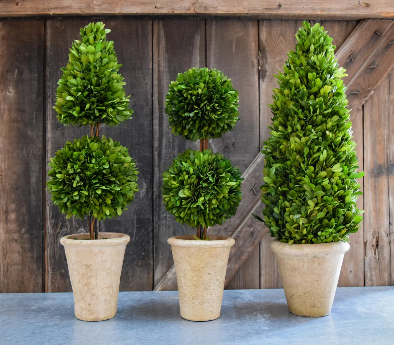 Preserved Boxwood Double Ball Topiary - 20 Inch