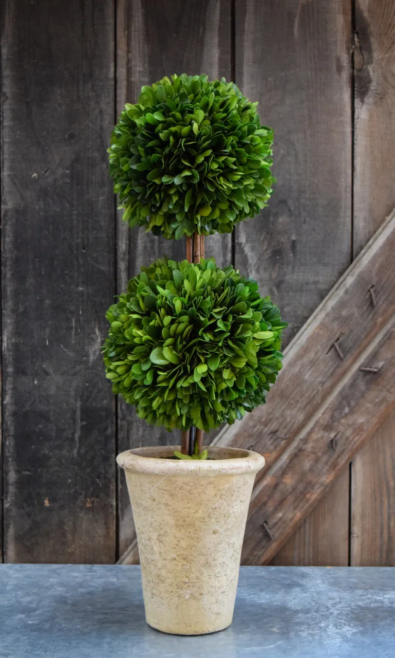 Preserved Boxwood Double Ball Topiary - 20 Inch