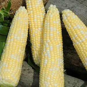 Seminole XR Hybrid Sweet Corn F1